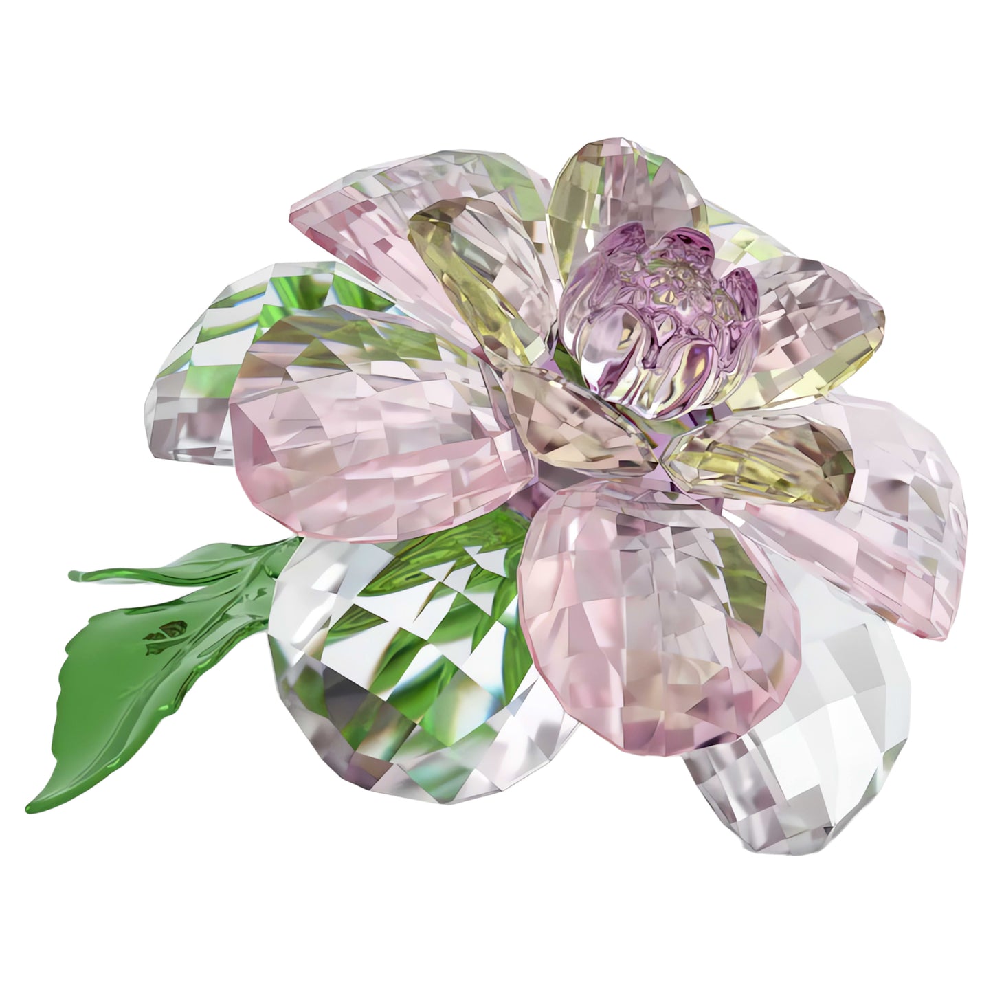 FLORERE: CAMELLIA
