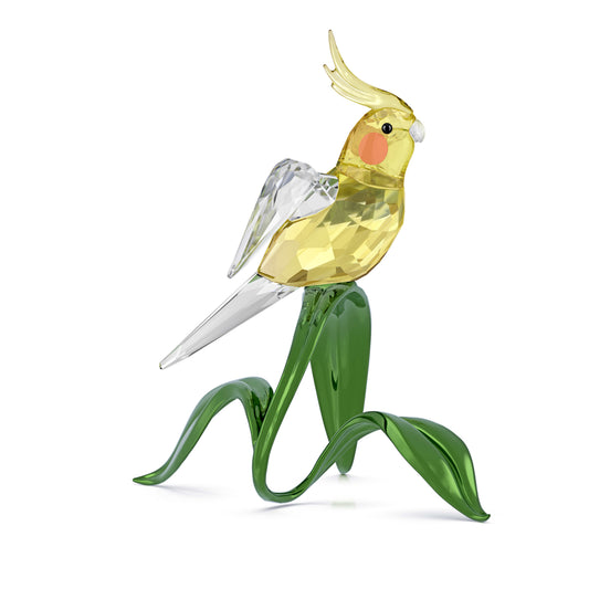 IDYLLIA COCKATIEL