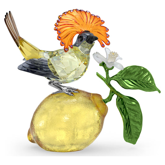 IDYLLIA ROYAL FLYCATCHER